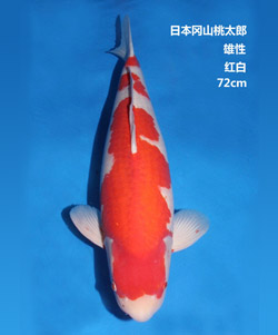 桃太郎72cm紅白錦鯉