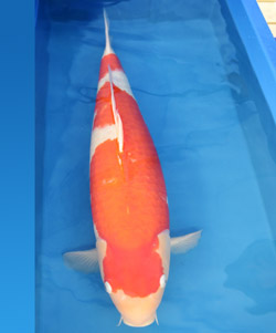 精品紅白（客戶挑選）