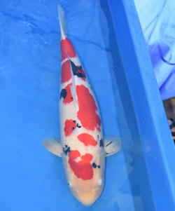 精品大正（客戶挑選）