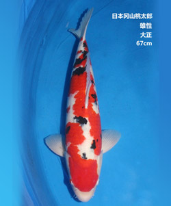 拍賣-67cm雄性大正三色錦鯉