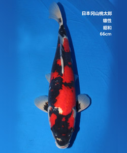 拍賣-66cm獲獎雄性昭和錦鯉