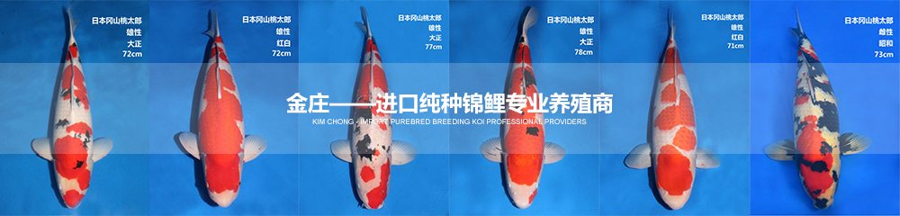 金莊——進口純種錦鯉專業養殖商