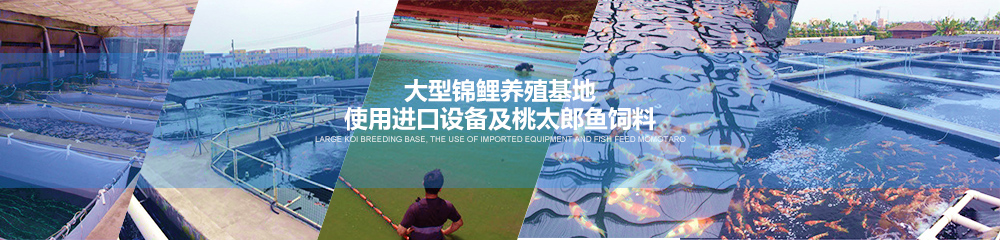 大型錦鯉養殖基地 使用進口設備及桃太郎魚飼料