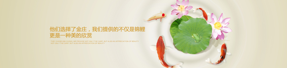 他們選擇了金莊，我們提供的不僅是(shì)錦鯉——更是(shì)一種美的欣賞