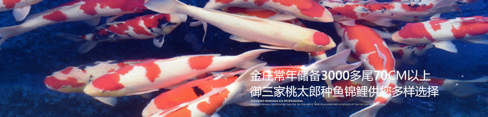 金莊常年儲備3000多尾錦鯉供您選擇