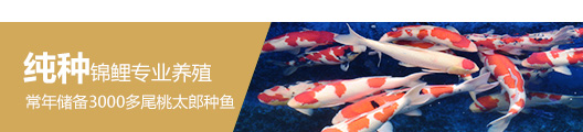 純種錦鯉專業養殖