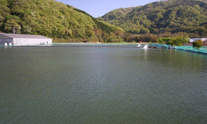 桃太郎漁場全景