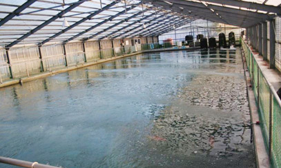 桃太郎室内養魚池