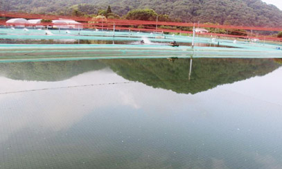 桃太郎室外錦鯉養殖場