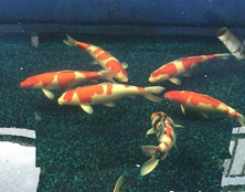 桃太郎錦鯉A5池70-75cm