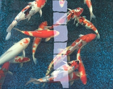 桃太郎錦鯉B7池50-60cm