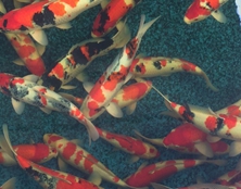 桃太郎錦鯉B3池45-50cm