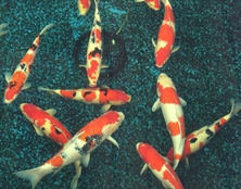 桃太郎錦鯉C9池50-60cm