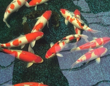 桃太郎錦鯉D3池60-65cm