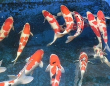 桃太郎錦鯉A1池60-78cm