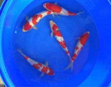 桃太郎錦鯉C5池30-35cm（一）