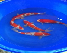 桃太郎錦鯉C5池30-35cm（二）