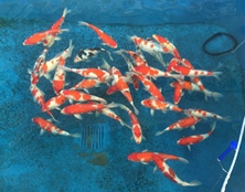 桃太郎錦鯉C3池40-45cm