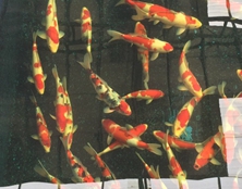 桃太郎錦鯉C6池30-35cm