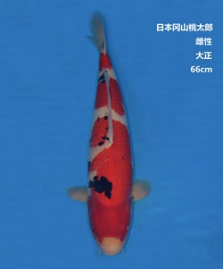 桃太郎66CM大正錦鯉