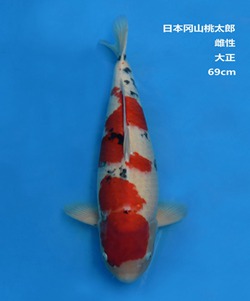 桃太郎69CM大正錦鯉