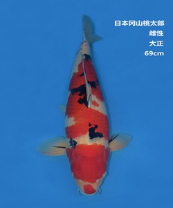 桃太郎69CM大正錦鯉