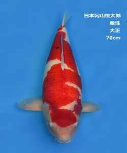 桃太郎70CM大正錦鯉