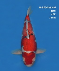 桃太郎73CM大正錦鯉