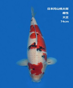 桃太郎74CM大正錦鯉