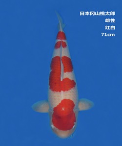 桃太郎71CM紅白錦鯉