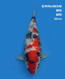 桃太郎66CM昭和錦鯉