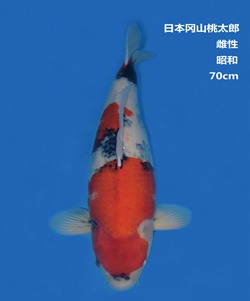 桃太郎70CM昭和錦鯉