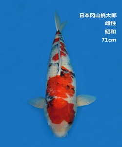 桃太郎71CM昭和錦鯉