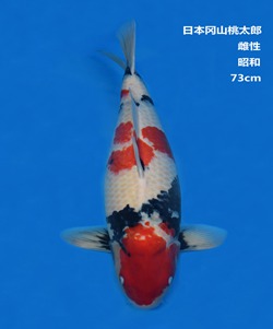 桃太郎73CM昭和錦鯉