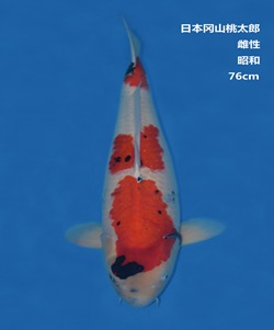 桃太郎76CM昭和錦鯉