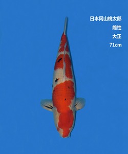 桃太郎71CM大正錦鯉