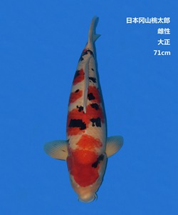 桃太郎71CM大正錦鯉