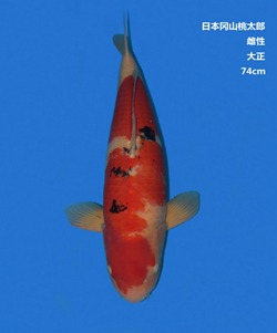 桃太郎74CM大正錦鯉