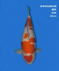 桃太郎69CM紅白錦鯉