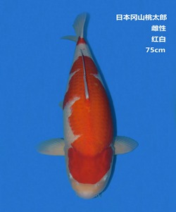 桃太郎75CM紅白錦鯉