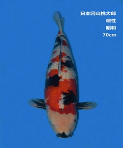 桃太郎70CM昭和錦鯉