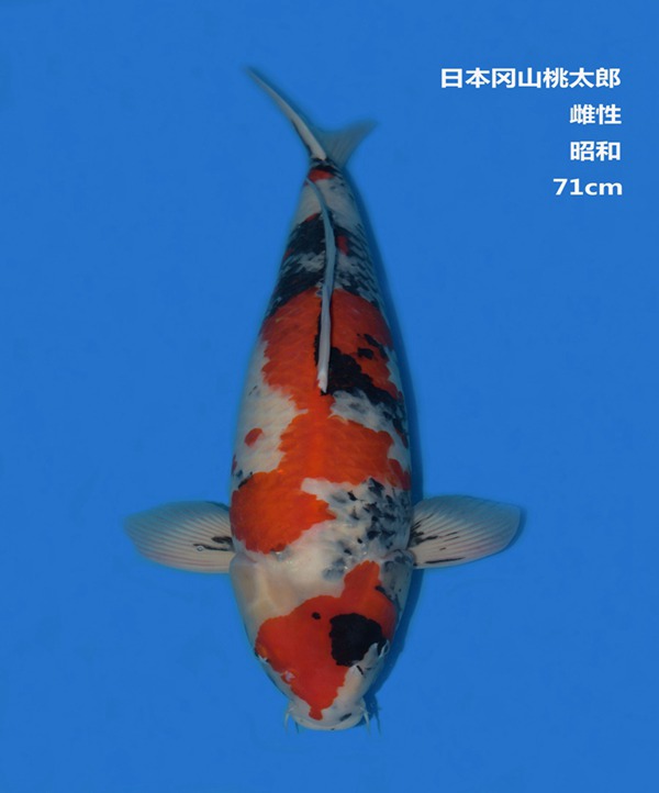 桃太郎71CM昭和錦鯉 桃太郎71CM昭和錦鯉