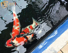 桃太郎錦鯉A3池70-90cm