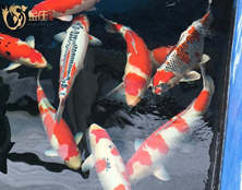 桃太郎錦鯉A2池70-80cm