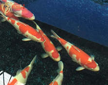 桃太郎錦鯉B5池60-68cm