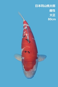 桃太郎80cm大正錦鯉