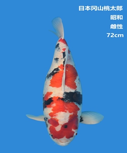 桃太郎72CM昭和錦鯉