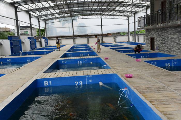 佛山陳村(cūn)錦鯉養殖基地