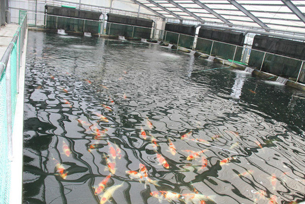 室内可控溫控濕漁場