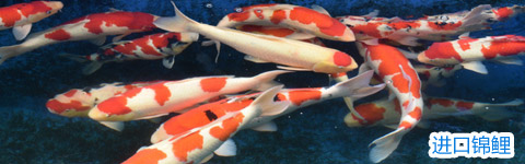 進口錦鯉